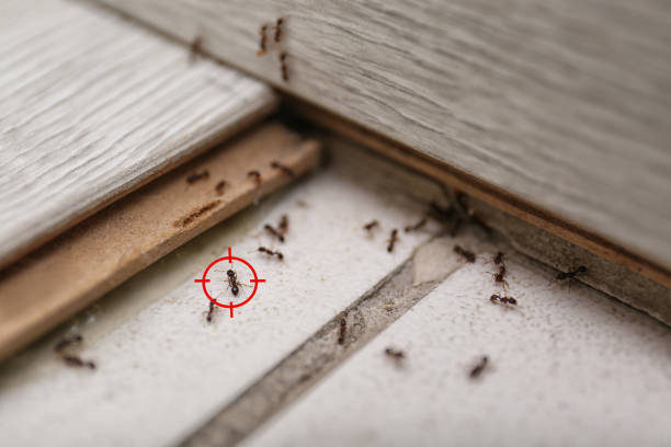 Best Ant Control Services  in Lindsay, CA