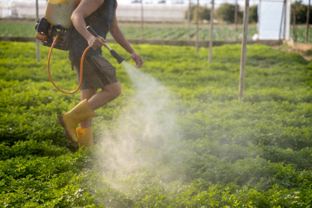 Insect Control in Lindsay, CA