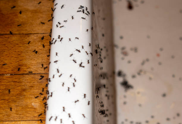 Best Pest Prevention Services  in Lindsay, CA
